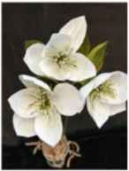 Hellebore Flower Image